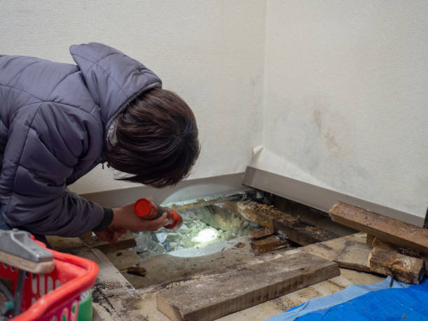 Best Residential Mold Inspection & Testing  in Salem, UT